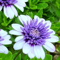 オステオスペルマム,地植え,自宅の画像