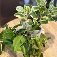 ペペロミア,フィロデンドロン,観葉植物,フィロデンドロンブラジルの画像