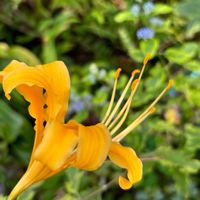 サルビア ファリナセア(ブルーサルビア),彼岸花 黄色,チヂミザサの花,GSに感謝。,癒しの花の画像