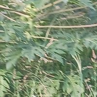 パパイアの画像