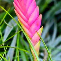 ハナアナナス,アナナス,季節の花,季節の風物詩,四季の彩りの画像