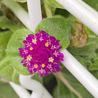 センニチコウ,可愛い,ご近所さんのお花,キョータ散歩の画像
