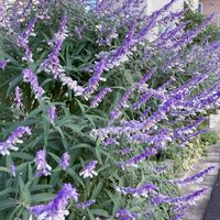 サルビア,花のある暮らし,今日のお花,ご近所散歩,おうち園芸の画像