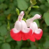 サルビア,サルビア,サルビア,サルビア,サルビアの画像