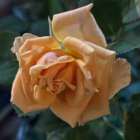 鉢植え,花壇,ガーデニング,自宅,2026スタートの画像