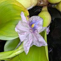 ホテイアオイ,公園散歩,今日のお散歩,歩くの大好き♡の画像