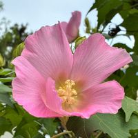 フヨウ,フヨウ,かわいい,癒し,通り道の画像