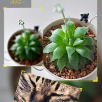 ハオルチア属,ネコ好き,多肉花芽,ねこちゃん♡,ノンちゃんの日の画像