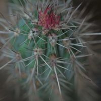 ハオルチア,多肉植物,観葉植物,塊根植物,サボテン科の画像