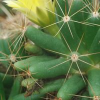 ハオルチア,多肉植物,観葉植物,塊根植物,サボテン科の画像