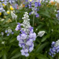ブルーサルビア,今日のお花,平和を願う,青い花マニア,医療関係者に感謝の画像