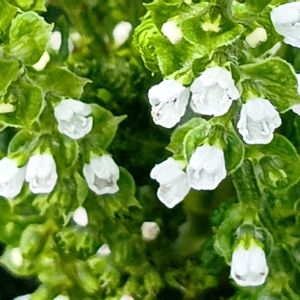 青紫蘇の花,花のある暮らし,キュンキュン乙女倶楽部,うどん県人会,出会いに感謝♡の画像