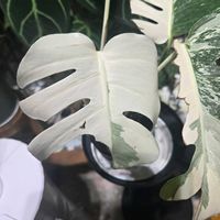 斑入りモンステラホワイトタイガー,綺麗,癒し…♡,部屋の画像