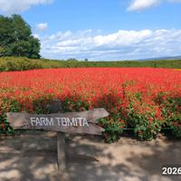 ラベンダー,北海道,富良野・美瑛,お出かけ先の画像