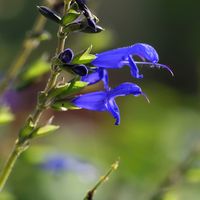 サルビア・ガラニチカ,今日の花,ミラーレス一眼,花の撮影,ED300mmF4PROの画像
