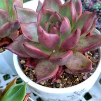 エケベリア,ハニーピンク,ハニーピンク,多肉植物,小さな花壇の画像