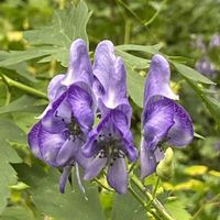 トリカブト,ヤマトリカブト,山野草の画像