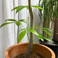 パキラ,観察,観察日記,グリーンのある暮らし,観葉植物のある暮らしの画像