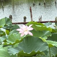 ハス,古代蓮,待ち遠しい,伊佐沼の蓮池の画像