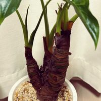 クワズイモ,クワズイモ,観葉植物,100均,初心者の画像