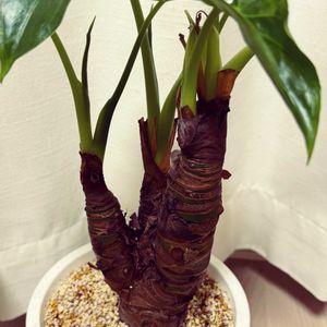 クワズイモ,クワズイモ,観葉植物,100均,初心者の画像