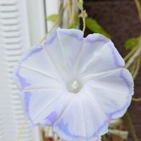 アサガオ,花のある暮らし,多肉のある暮らし,植物のある暮らし,多肉女子の画像
