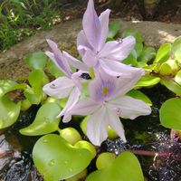 ホテイアオイ,ヒキガエル,水鉢,庭の画像
