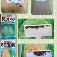 キャベツ,耐病黄芯60日白菜,カリポス,赤とんがりキャベツ,春どりキャベツの画像