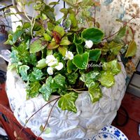 寄せ植え,可愛い,庭の花,癒し,花のある暮らしの画像