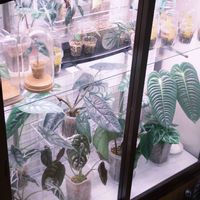 アンスリウム,観葉植物,植物のある暮らし,フィロデンドロン属,植物棚の画像