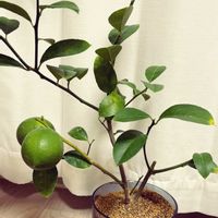 レモン,リスボンレモン,リスボンレモン,初心者,鉢植え栽培の画像