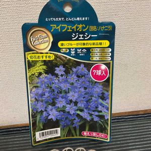 ハナニラ,コレオプシス,ムスカリ,コレオプシス　ルビーフロスト,秋植え球根の画像