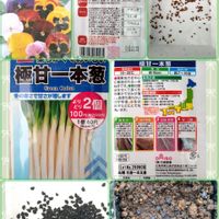 パンジー,ネギ,石倉一本ネギ,極甘一本ねぎ,種からの画像