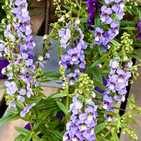 アンゲロニア,すすき・ススキ！,ＧＳの花友さんに感謝,ナイター　ベイスターズ対巨人の画像