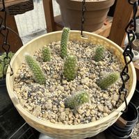 サボテン,白檀,ヒルデウィンテラ,多肉植物の画像