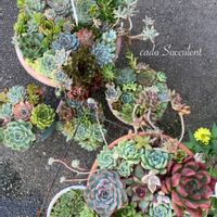 バラ,エケベリア,バラ、薔薇、ばら,多肉植物,多肉寄せ植えの画像
