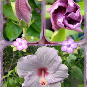 ハイビスカス,ハイビスカス　ケイト,花のある暮らし,SDGs,心に笑顔の花をの画像