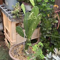 サボテン,多肉植物,ガーデニング,☆うちわサボテン☆の画像