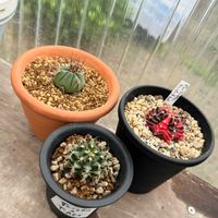 サボテン,多肉植物,ガーデニング,ギムノカリキウム属,翠晃冠✖︎T-REXの画像