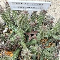 ガガイモ,スタペリアンサス 竜の落とし子,スタペリアンサス デカリー(竜の落し子),多肉植物,スタペリアンサスの画像