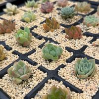 多肉植物,エケベリア属,バルビナエア属の画像