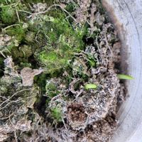 フリージア,ベランダの画像