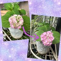 四季咲きアジサイ 霧島の恵,紫陽花 アジサイ あじさい,花のある暮らし,花好き,ベランダの画像