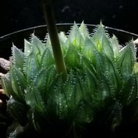 ハオルチア,ハオルチア,多肉植物,ハオルチア属,透明な窓の画像