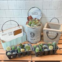 ミニサボテン,サボテンの寄せ植え,サボテン☆,ウッドプランター,ミニサボテン寄せ植えの画像