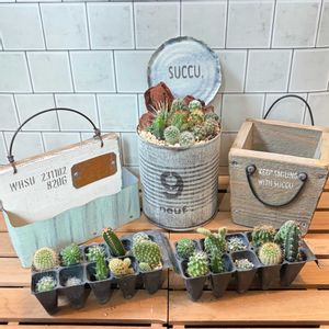 ミニサボテン,サボテンの寄せ植え,サボテン☆,ウッドプランター,ミニサボテン寄せ植えの画像