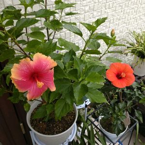 ハイビスカス,玄関アプローチの画像
