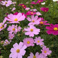 コスモス,青空,花のある暮らし,今日のお花の画像