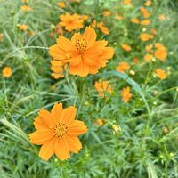 コスモス,キバナコスモス,ビタミンカラー,花のある暮らし,黄色の花の画像