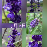 サルビア,サルビア ファリナセア(ブルーサルビア),鉢植え,我が家の庭,紫の花の画像
